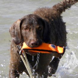 Chesapeake Bay Retrievers from Carol's Chesapeake Bay Retrievers