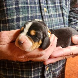 Tan collar male - Black brown and white male Basset Hound puppy in Trade, Tennessee from TN Miniature Dachshunds & Basset Hounds