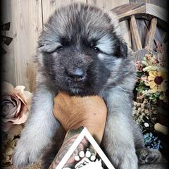 Beacon - Black and silver male German Shepherd puppy in Sequim, Washington from German Shepherd Haus