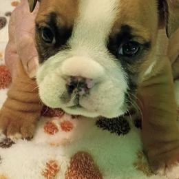 Charm - Red female Bulldog puppy in Salem, Illinois from Itsabulldogthing