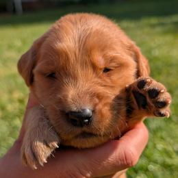 Girl 1 - female Golden Retriever puppy in Midland, North Carolina from Alger Farm, LLC