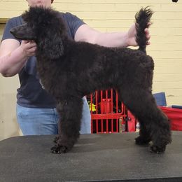Angelica - Black Poodle puppy in Petersburg, Virginia from Epic Quest Standard Poodles