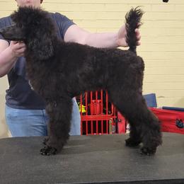 Angelica - Black Poodle puppy in Petersburg, Virginia from Epic Quest Standard Poodles