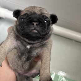 Chartreuse Collar Girl - Fawn female Pug puppy in Niota, Tennessee from Chantilly Lace Pugs