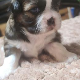 Puppy 2 - Brindle female Shih Tzu puppy in Belleville, Michigan from Patricia's Heavenly Earth Angels