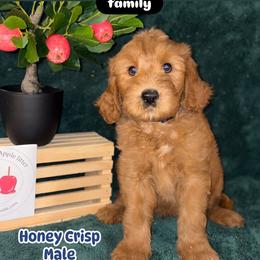 Labradoodle Puppies from BabySweet Labradoodles