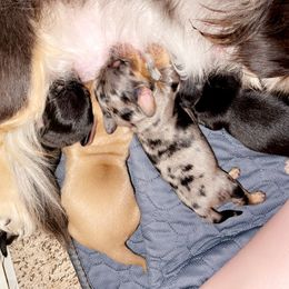 Dachshund puppies from Whiskey River Dachshunds