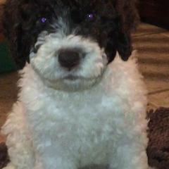 Spanish Water Dog Puppies from Highview Spanish Water Dogs, LLC