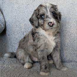 Smokey - Merle male Goldendoodle puppy in Englewood, Ohio from The Golden Aussie Co.