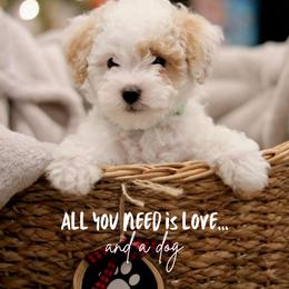 Assorted Doodle Crosses, Bernedoodles, and Cockapoos from Greenview Puppies