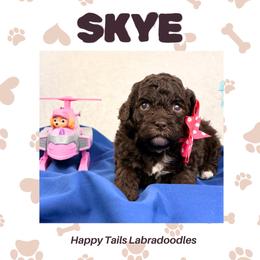 Skye - Chocolate female Australian Labradoodle puppy in Raleigh, North Carolina from Happy Tails Labradoodles