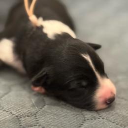 Pink - Black and white female Border Collie puppy in Palmetto Bay, Florida from Hill Valley Border Collies