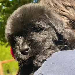 Newfoundland Puppies from Black Lions Newfoundlands