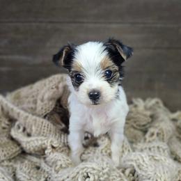 Iris - Parti female Yorkshire Terrier puppy in Mountain Grove, Missouri from Precious Puppies