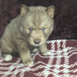 Caramello - Red and white female Siberian Husky puppy in Coshocton, Ohio from Wyant Farms