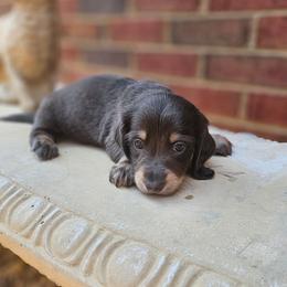 Han- AKC- Blue and Tan - Gray (blue) and tan male Dachshund puppy in Loganville, Georgia from Royal Dackel Haus