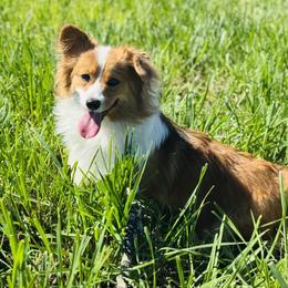 Rizzo - Pembroke Welsh Corgi