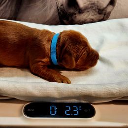 Irish Setter and Labrador Retriever Puppies from Down setters and labs