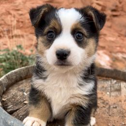 Pembroke Welsh Corgi and Toy Australian Shepherd Puppies from Double Bar H Corgis & Aussies