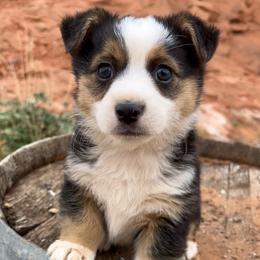 Pembroke Welsh Corgi and Toy Australian Shepherd Puppies from Double Bar H Corgis & Aussies