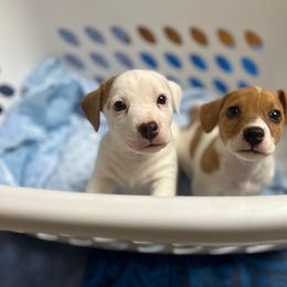 Russell Terrier Puppies from Bar Rafter C Shorty Jacks