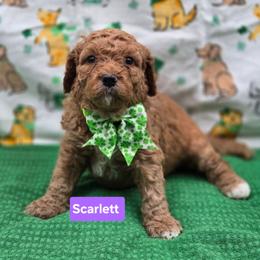 Scarlett - Red female Bernedoodle puppy in Summerville, South Carolina from Channys Doodles
