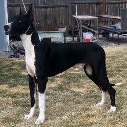 Great Dane Puppies from Beehive Great Danes