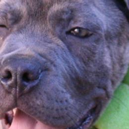 Cane Corso from Dolce Luna Corsos
