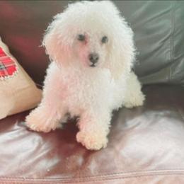 Pooh - Poodle