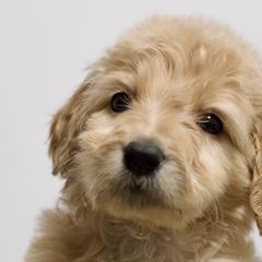 Petunia - Apricot Goldendoodle puppy in Houston, Texas from Texas Castle Doodles