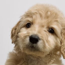Petunia - Apricot Goldendoodle puppy in Houston, Texas from Texas Castle Doodles
