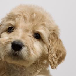 Petunia - Apricot Goldendoodle puppy in Houston, Texas from Texas Castle Doodles