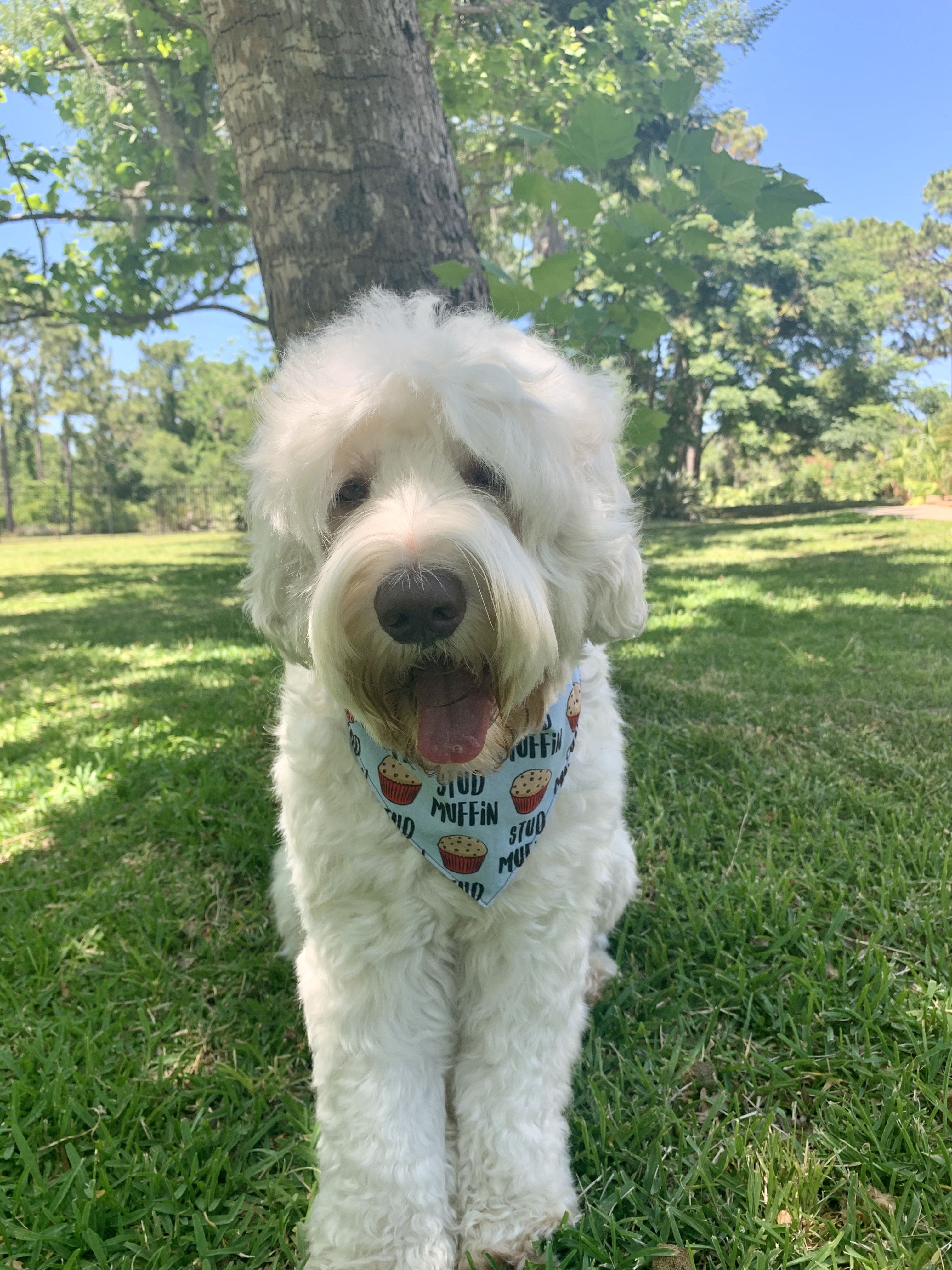 Delano Australian Labradoodles in Florida | Australian Labradoodle ...