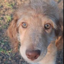 Vivienne - Apricot female Aussiedoodle puppy in Grand Saline, Texas from Aussies Acre