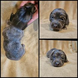 Blue Boy - Gray (blue) male Dachshund puppy in Panama City Fl, Florida from Southern Bliss Doxies
