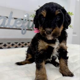 Nut Tossie - Phantom female Bernedoodle puppy in Hegins, Pennsylvania from Bubbling Springs Doodles, LLC