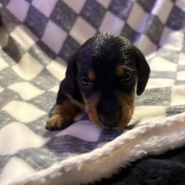 Slinky - Black and tan male Dachshund puppy in San Rafael, California from Alexandra's Mini Doxies
