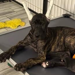 India - Indy - Brindle female Great Dane puppy in Naples, Florida from Above The Salt Danes