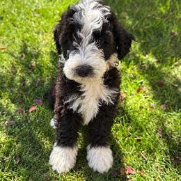 Bones - Brown and white male Bernedoodle puppy in Springville, Utah from Oodles of Bernedoodles