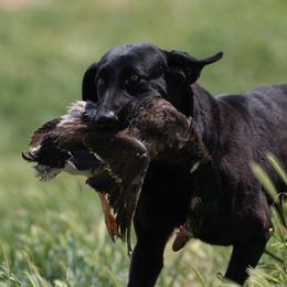 Banshi - Labrador Retriever