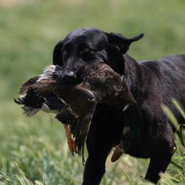 Banshi - Labrador Retriever