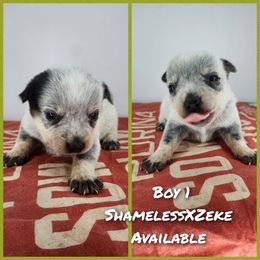 Boy 1 - Blue male Australian Cattle Dog puppy in Bradford, Arkansas from Cedar Rock Heelers and Kelpies