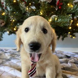 Nicky - Light golden male Golden Retriever puppy in Pace, Florida from Panhandle PawsNClaws
