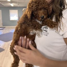 Goldendoodle Puppies from Labradoodleday