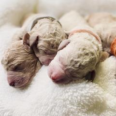 Bernedoodle and Labradoodle Puppies from Royal Doodles