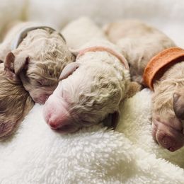 Bernedoodle and Labradoodle Puppies from Royal Doodles