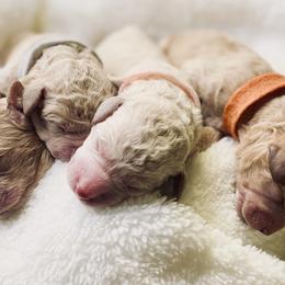 Bernedoodle and Labradoodle Puppies from Royal Doodles