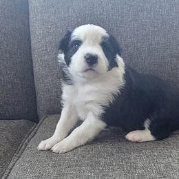 Bump in the Night - Black and white male Border Collie puppy in Caledonia, Michigan from Magnolia Acres