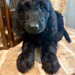 Violet - Black female Goldendoodle puppy in Caddo Mills, Texas from Fire Wife Doodles