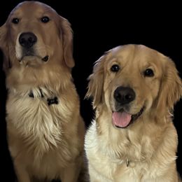 Golden Retrievers from Wissel Goldens